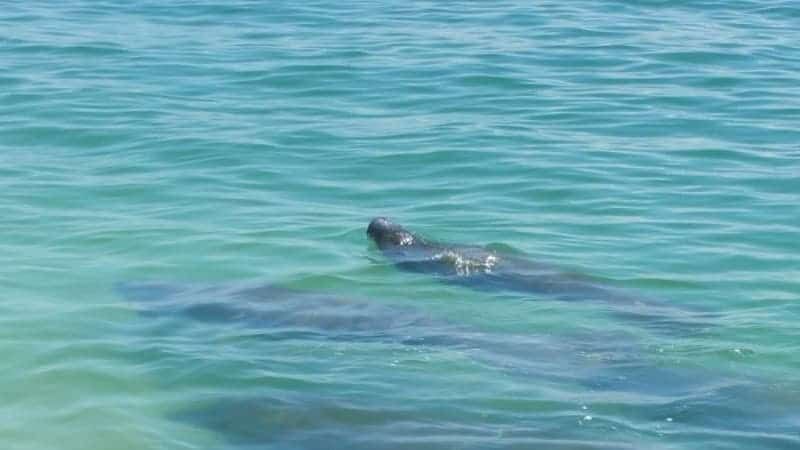A dolphin is swimming in the ocean.