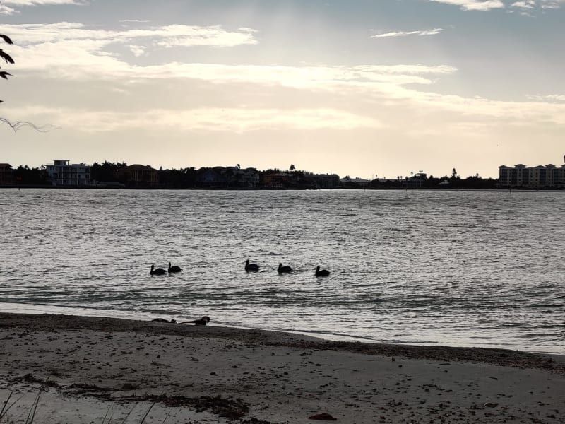 A group of ducks are swimming in the water near a beach.