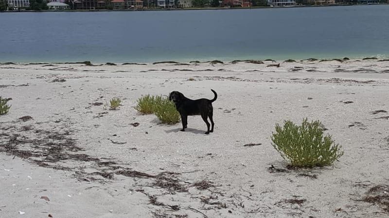 A black dog is standing on a sandy beach near a body of water