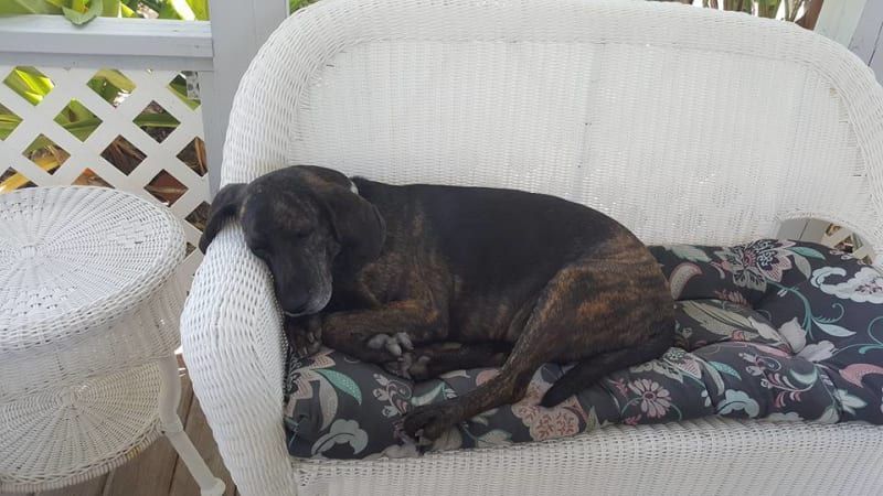 A dog is sleeping on a cushion on a white wicker couch.