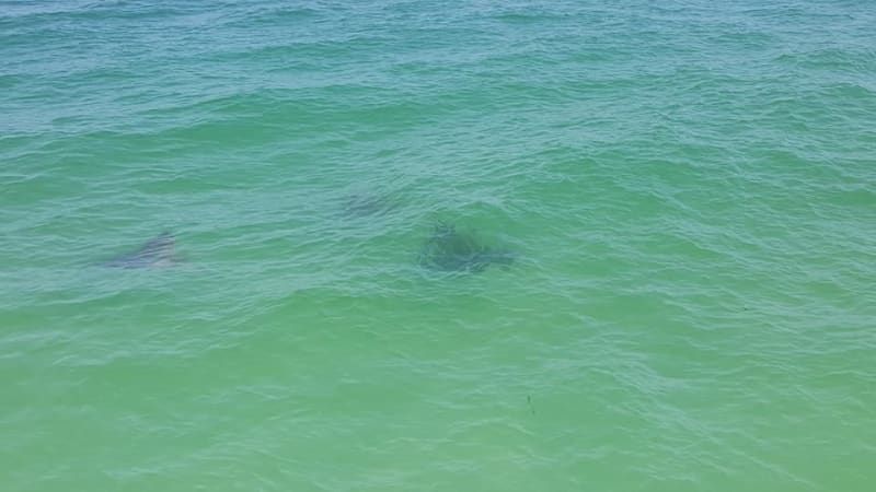 A group of dolphins are swimming in the ocean.