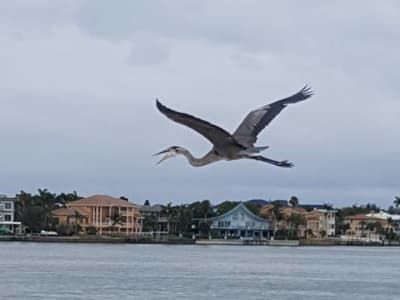 A bird is flying over a body of water