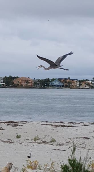A bird is flying over a body of water.