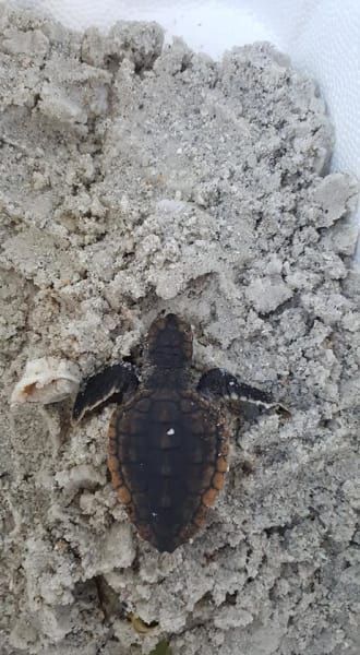 A baby sea turtle is laying on top of a pile of sand.