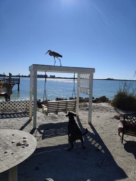 A bird sitting on top of a swing on a beach
