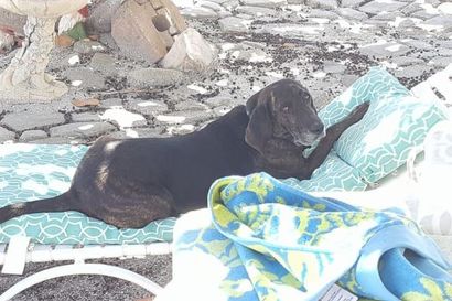 A black dog laying on a chair next to a towel