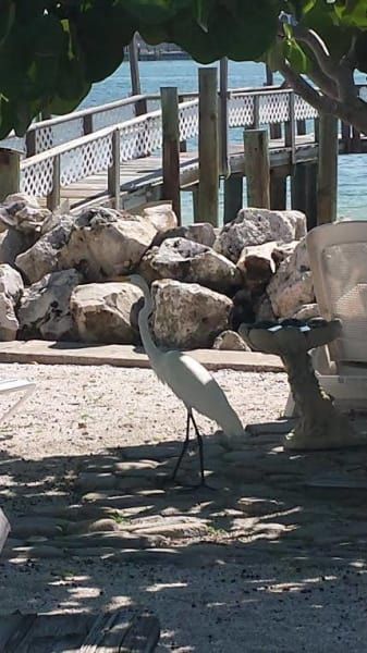 A bird is standing on a bench near a dock