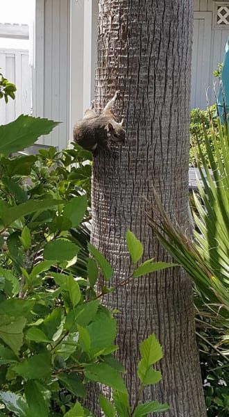 A squirrel is climbing a palm tree in a garden.