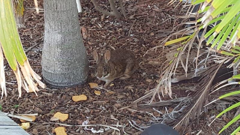 A small rabbit is sitting in the dirt next to a tree.
