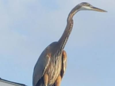 A bird with a long neck is perched on top of a building.