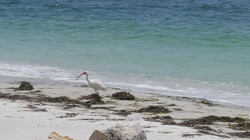 A white bird is standing on a sandy beach near the ocean.