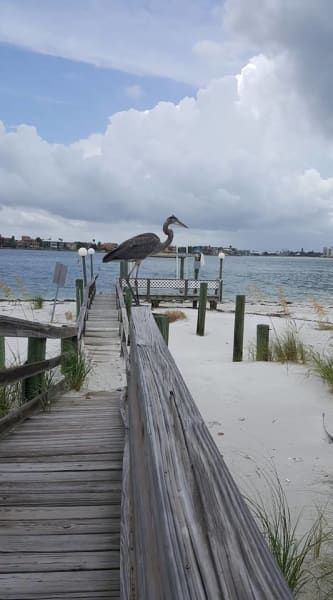 A bird is perched on a wooden dock overlooking a body of water.