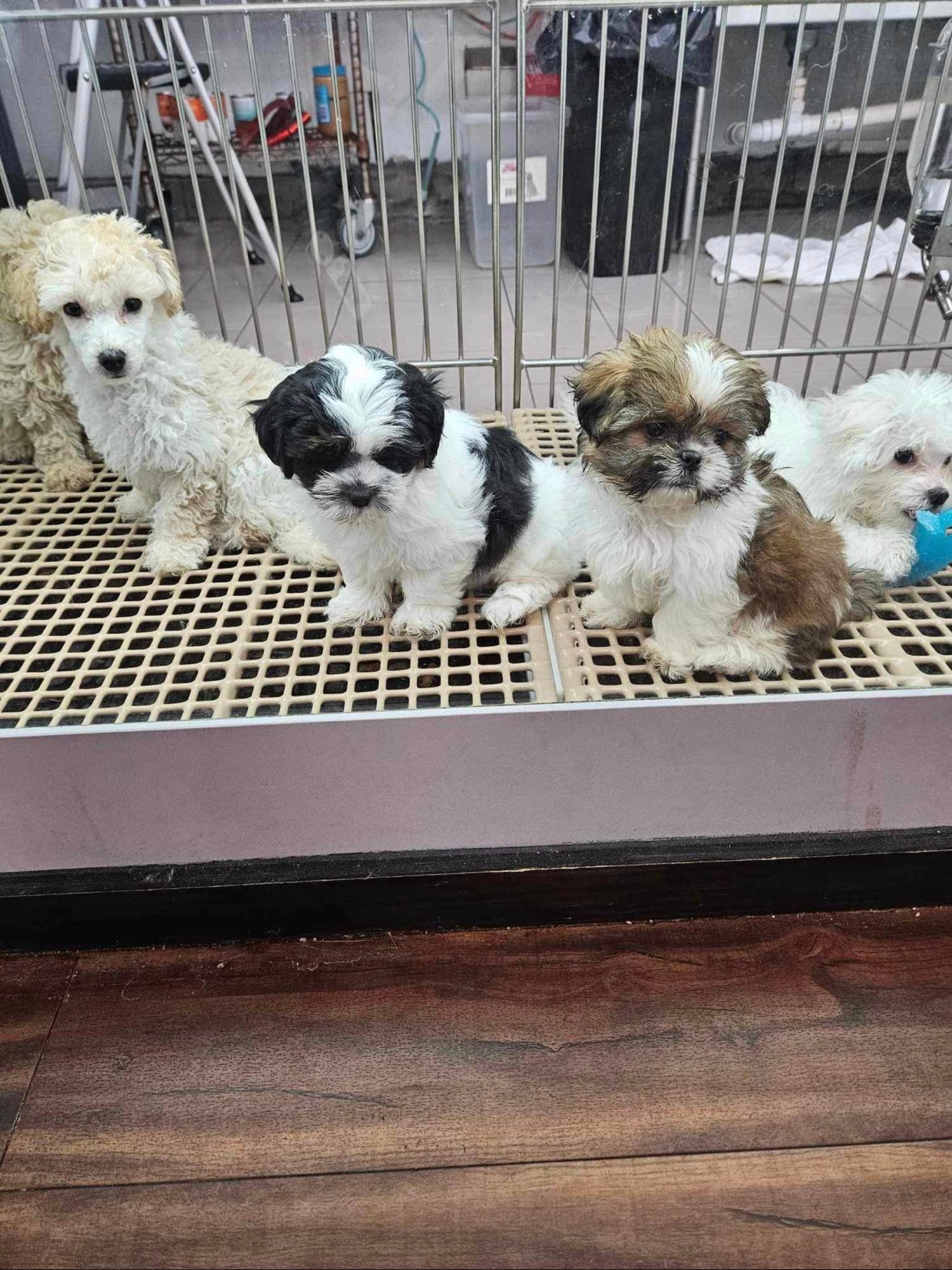 a group of puppies are sitting in a cage .