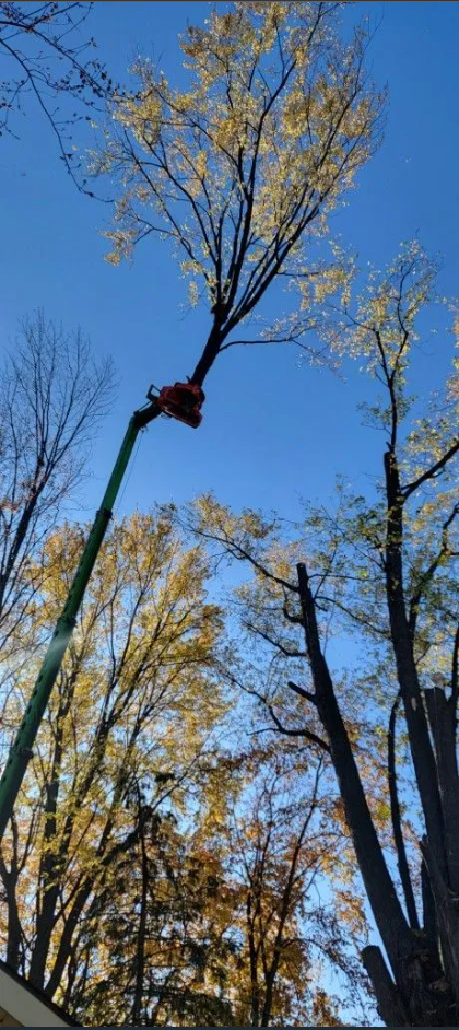 Trimming - Appleton, WI - TREE B GONE