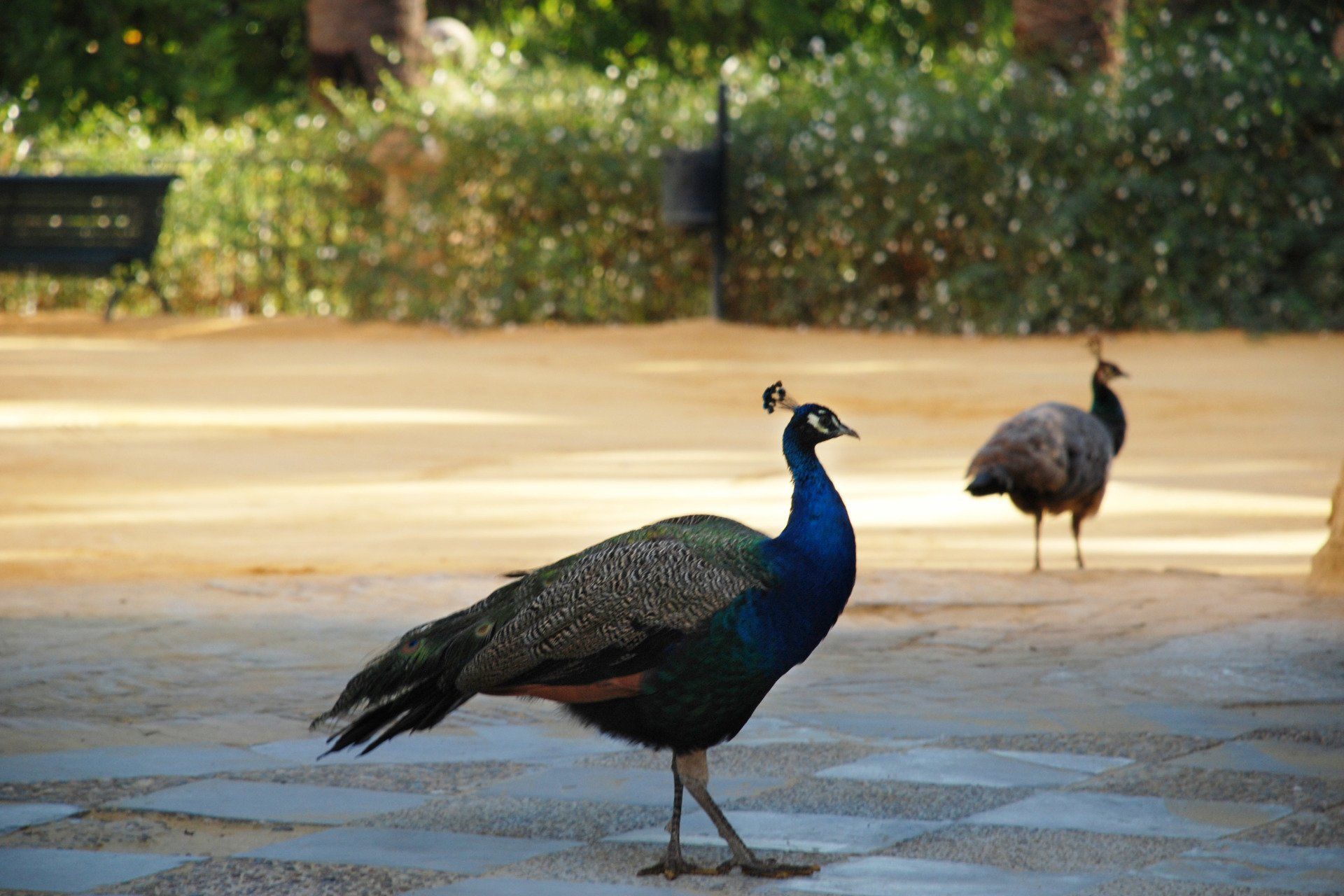 Peacock in El Palacio Real in Seville, Spain.