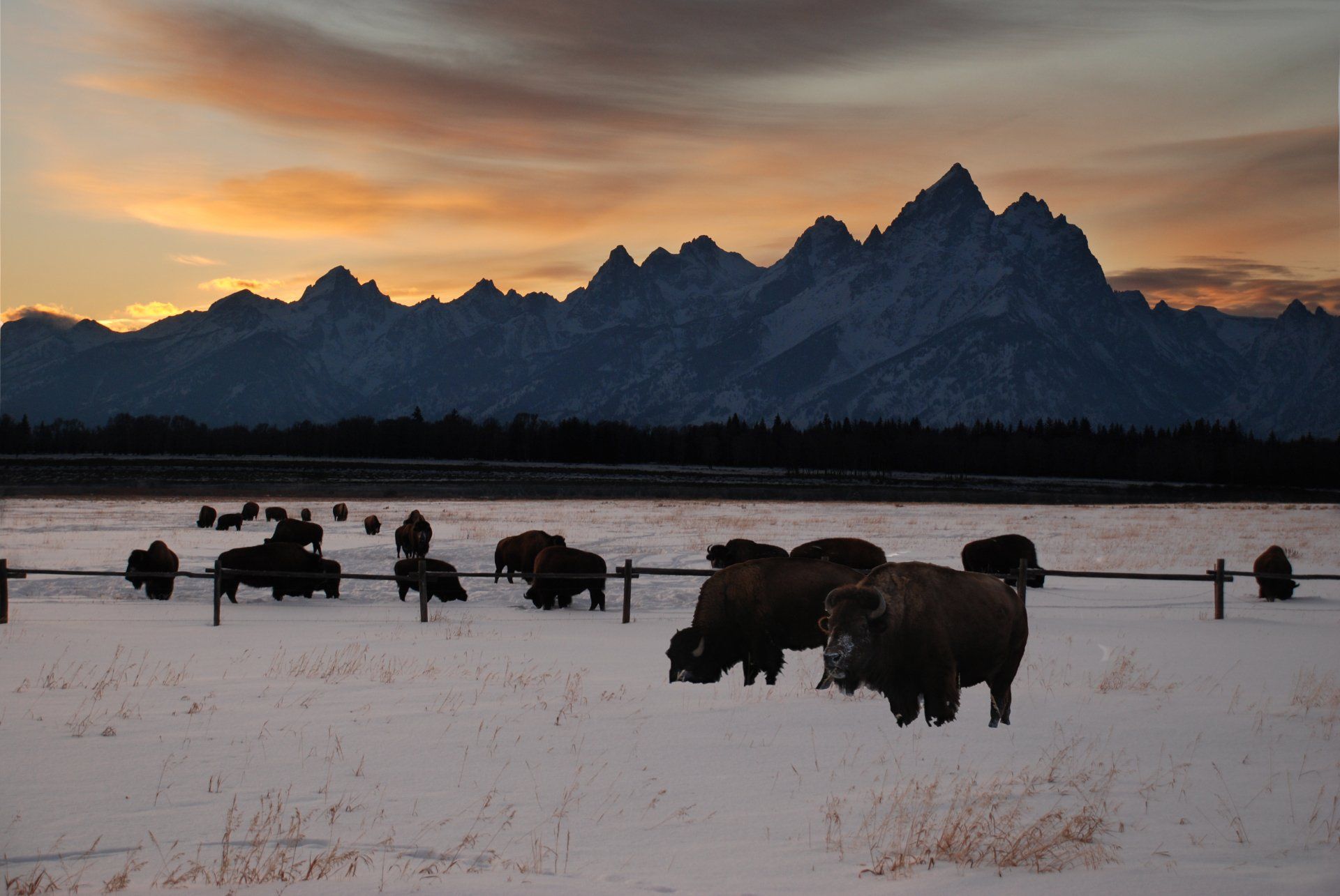 Buffalo in front of the Teton Mountains outside of Yellowstone National Park in Wyoming.