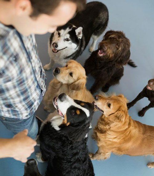 Pets — Man Standing In Front Of Dogs in Columbus, OH