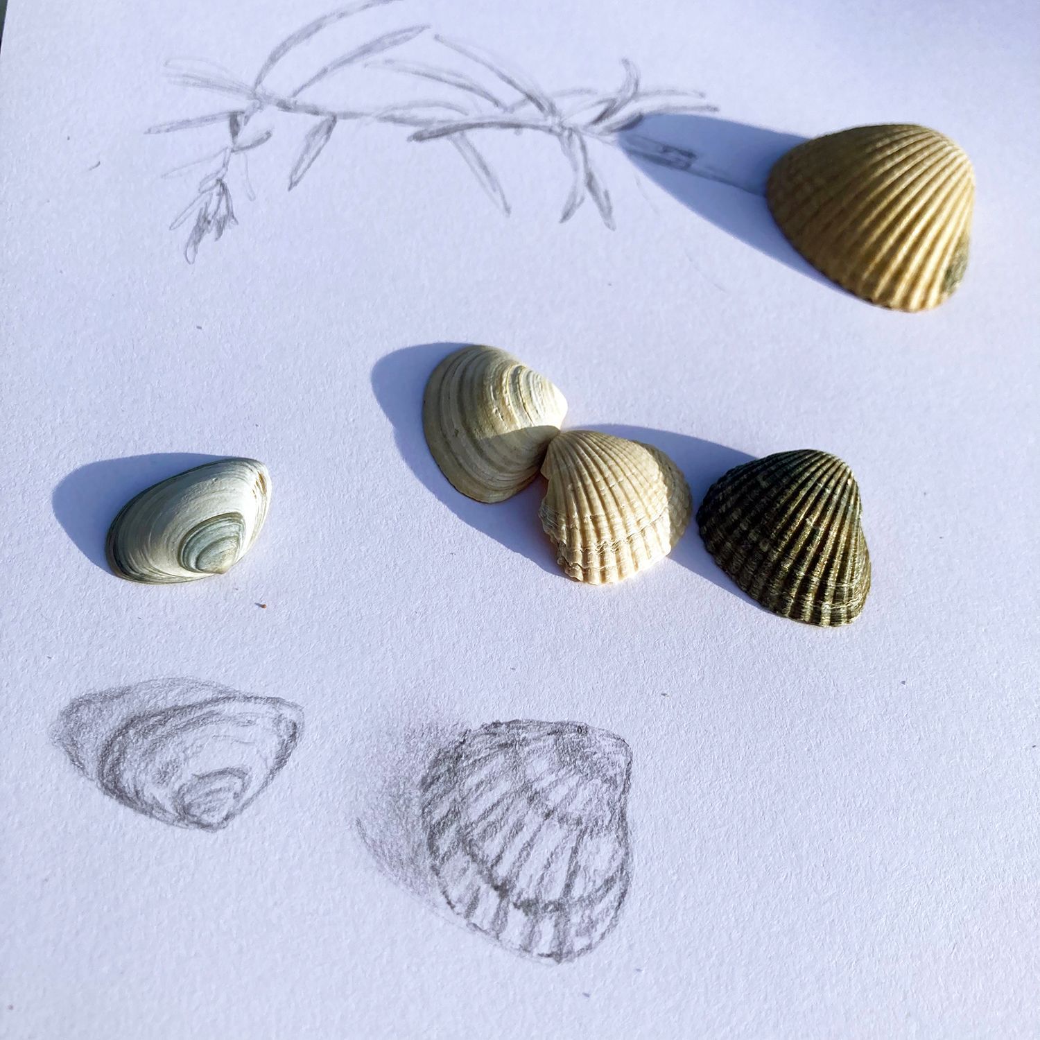 Drawing sea shells in Ouddorp