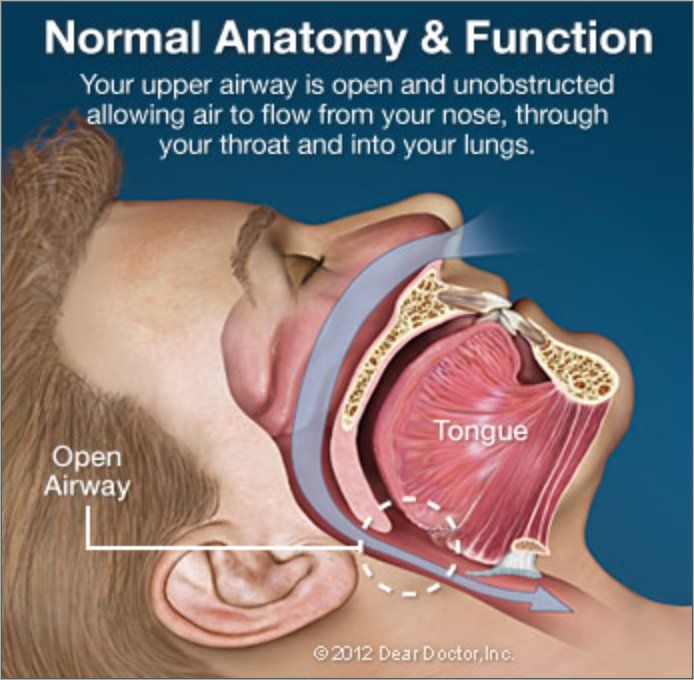 Normal Anatomy And Function