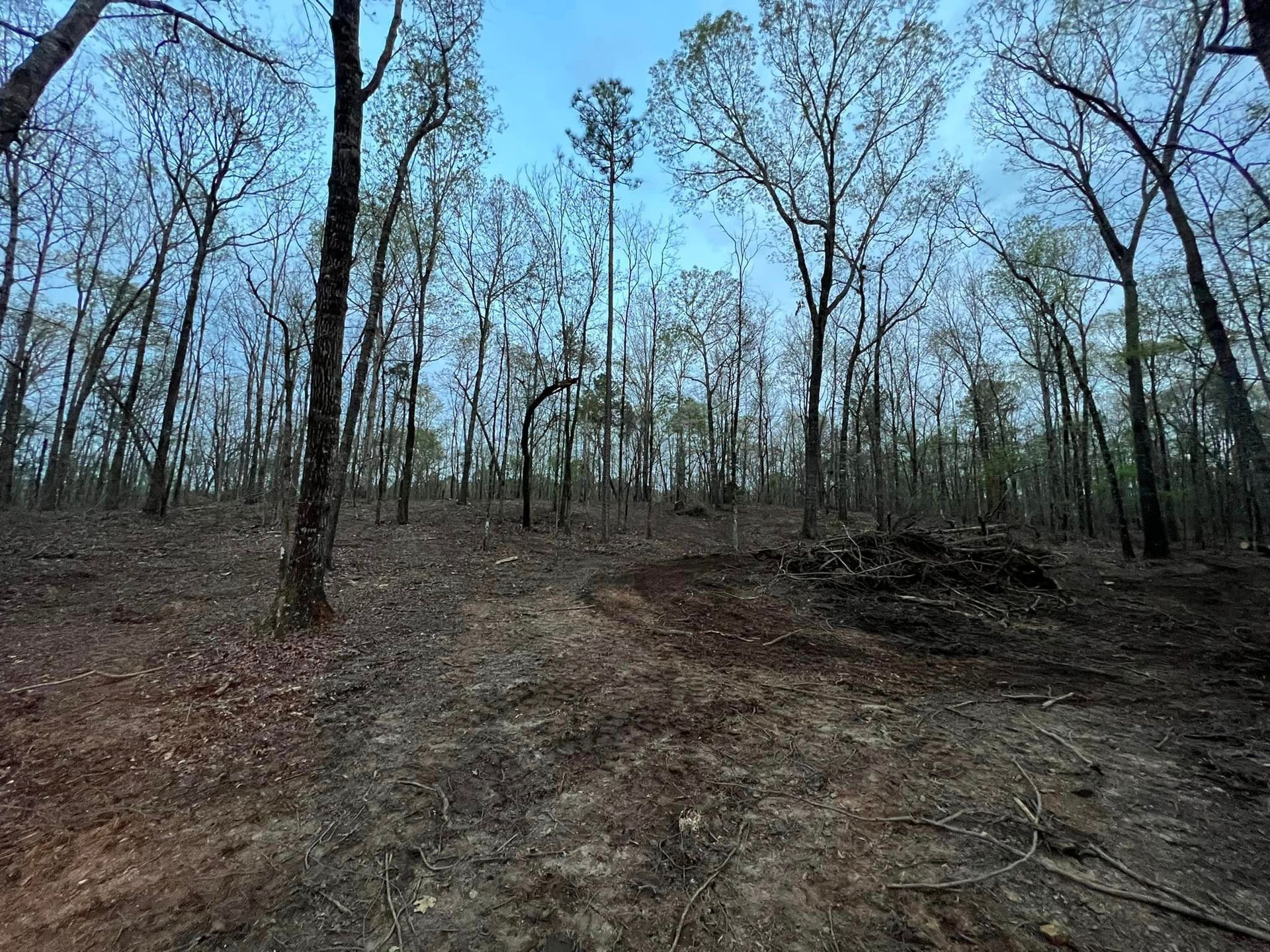 A dirt road in the middle of a forest with trees without leaves.