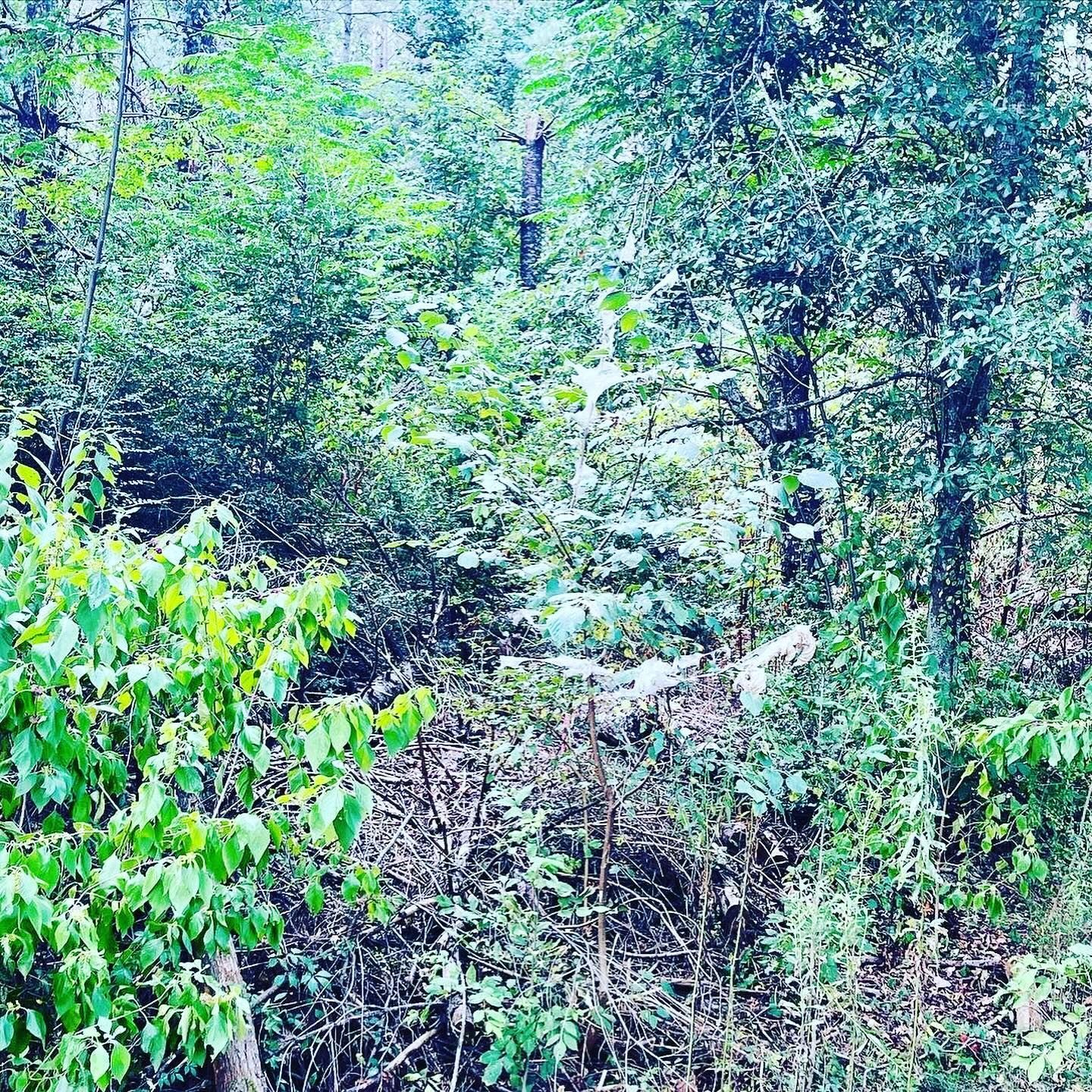 A dense forest with lots of trees and shrubs