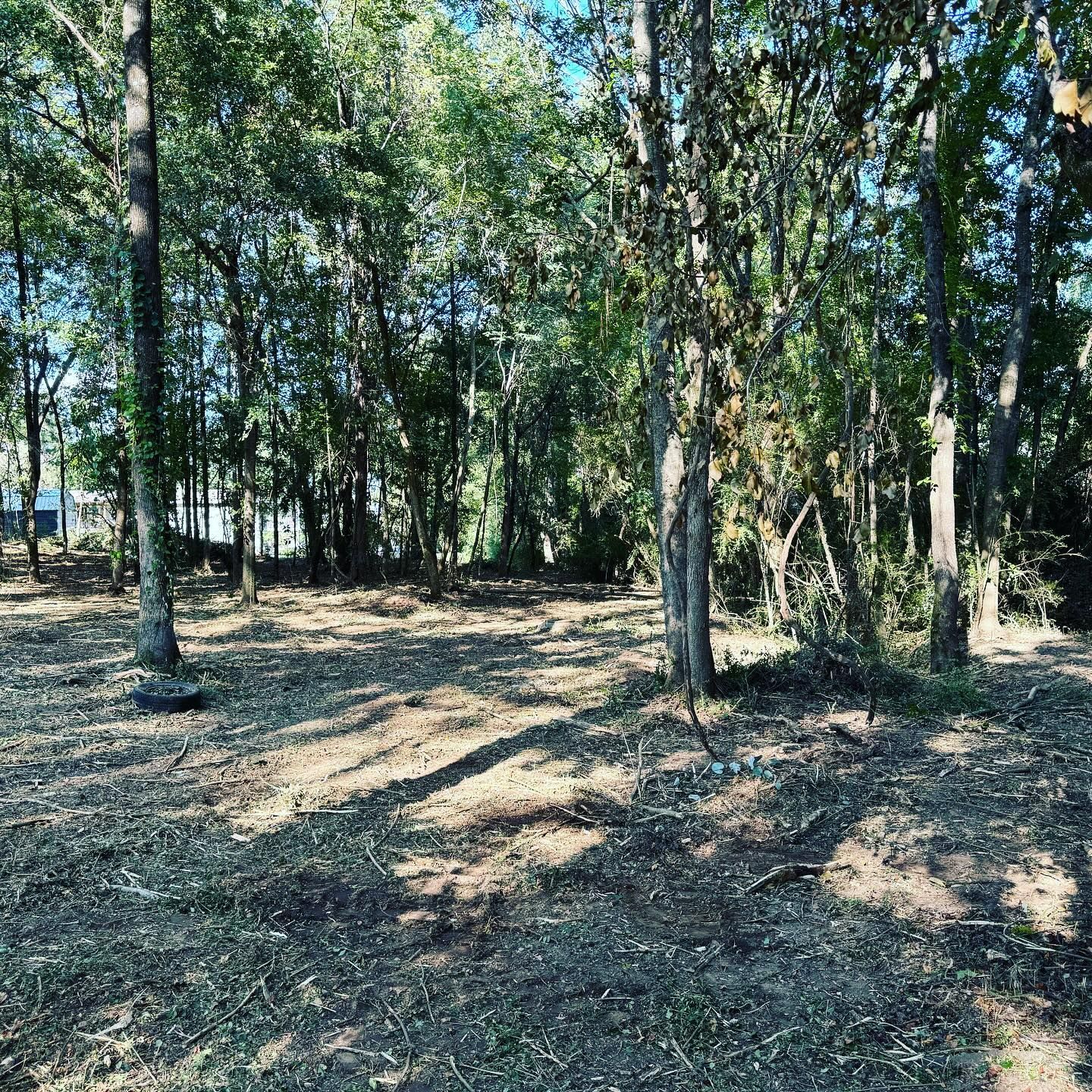 There is a lot of leaves on the ground in the middle of the woods.
