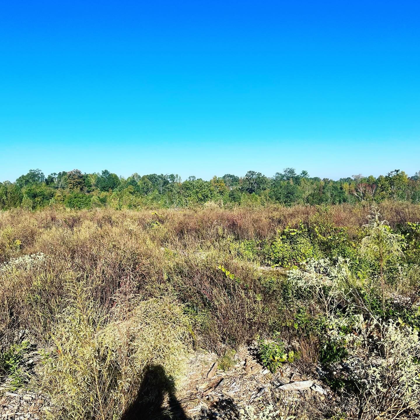 A person is standing in the middle of a field with trees in the background.