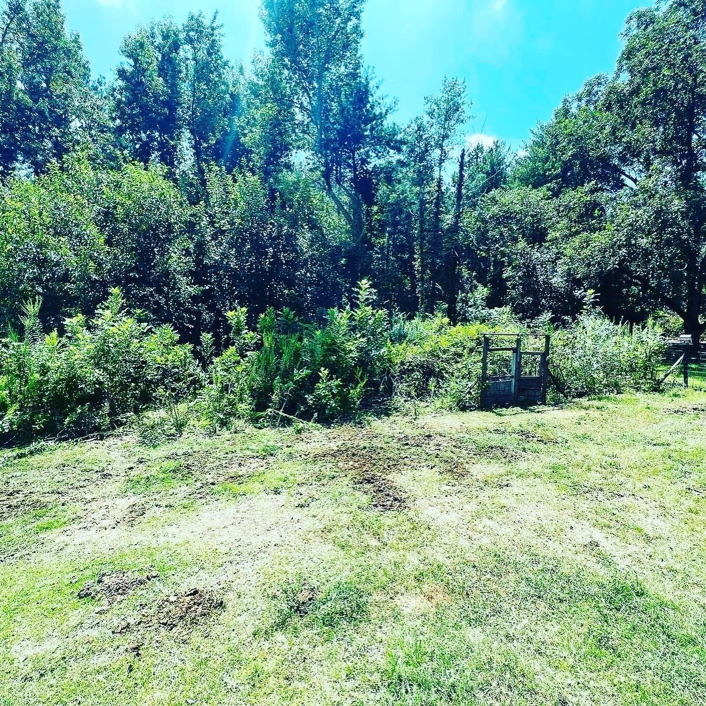 A grassy field with trees in the background on a sunny day
