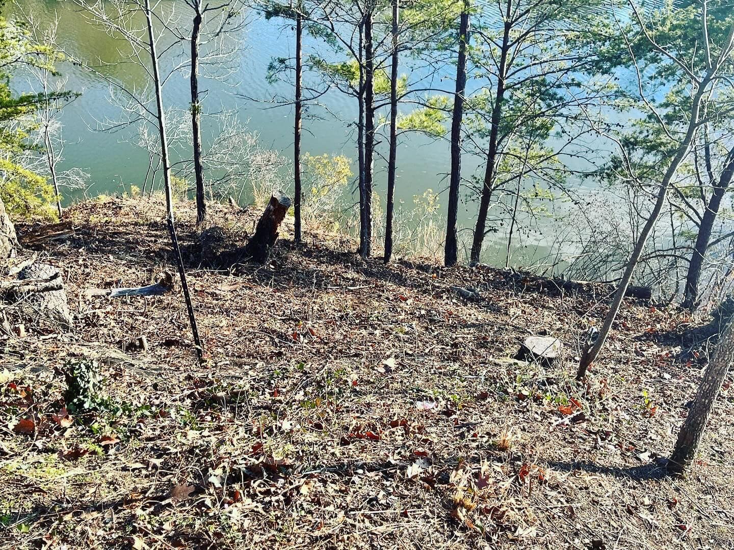 There is a lake in the background and trees in the foreground.