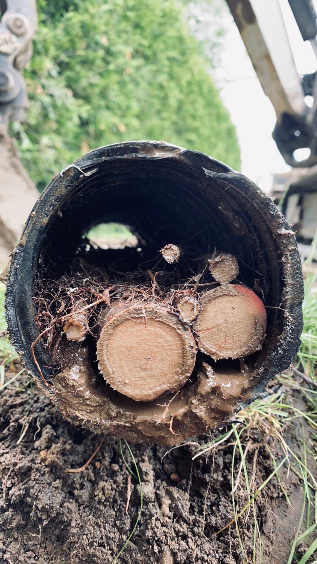 Un gros plan d'un tuyau rempli de terre et de racines.