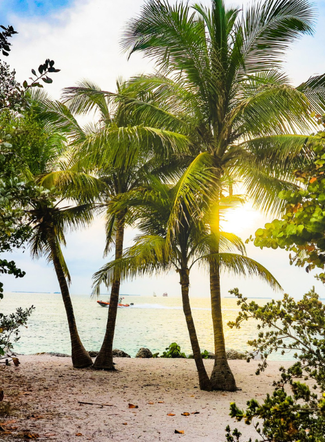 Palm trees on the coast surrounded by foliage. 