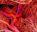 Vista dettagliata di una complessa rete di vasi sanguigni rossi e viola in una struttura biologica.
