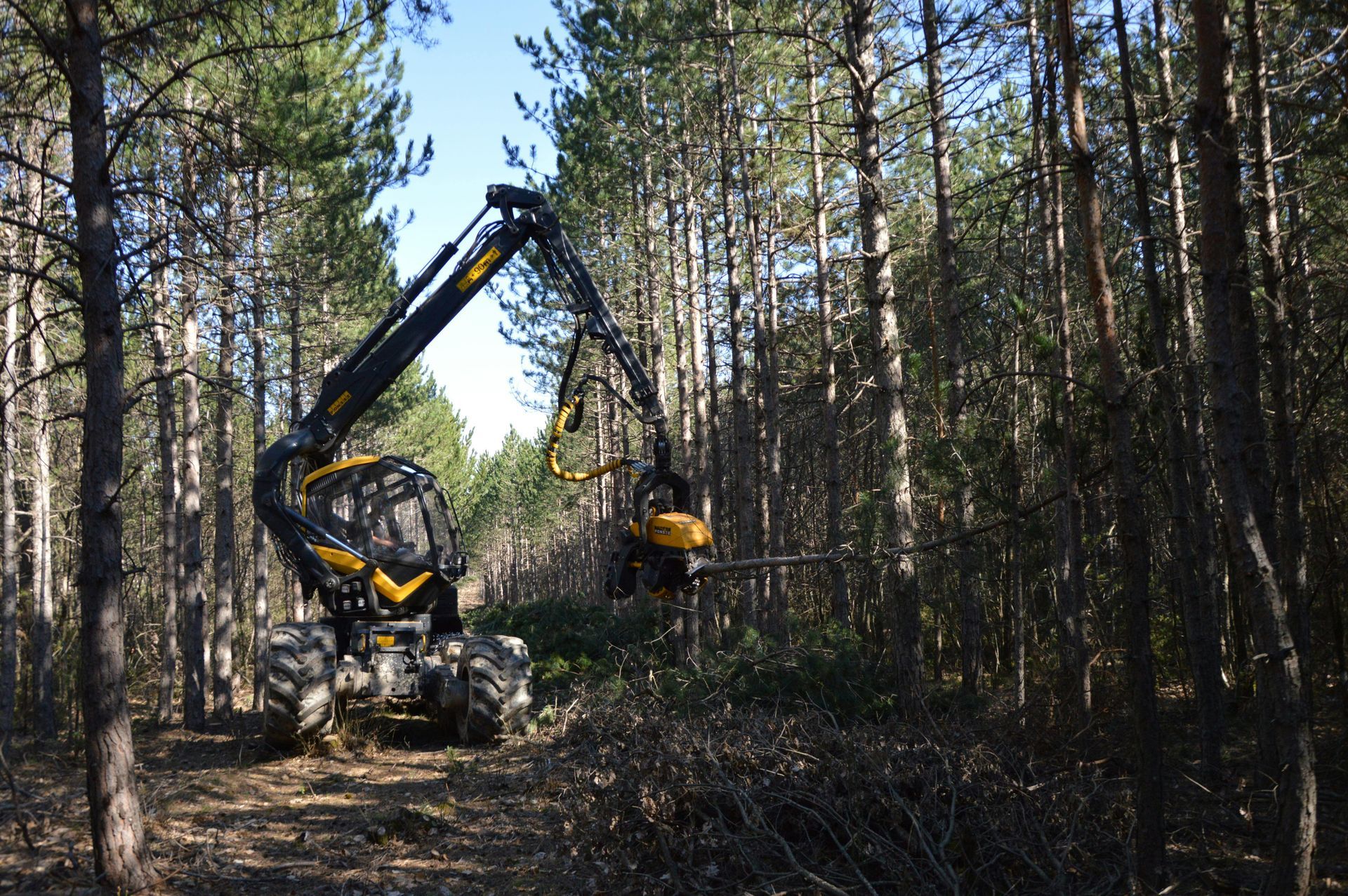 Yellow forestry harvester in a forest, cutting branches and trees.