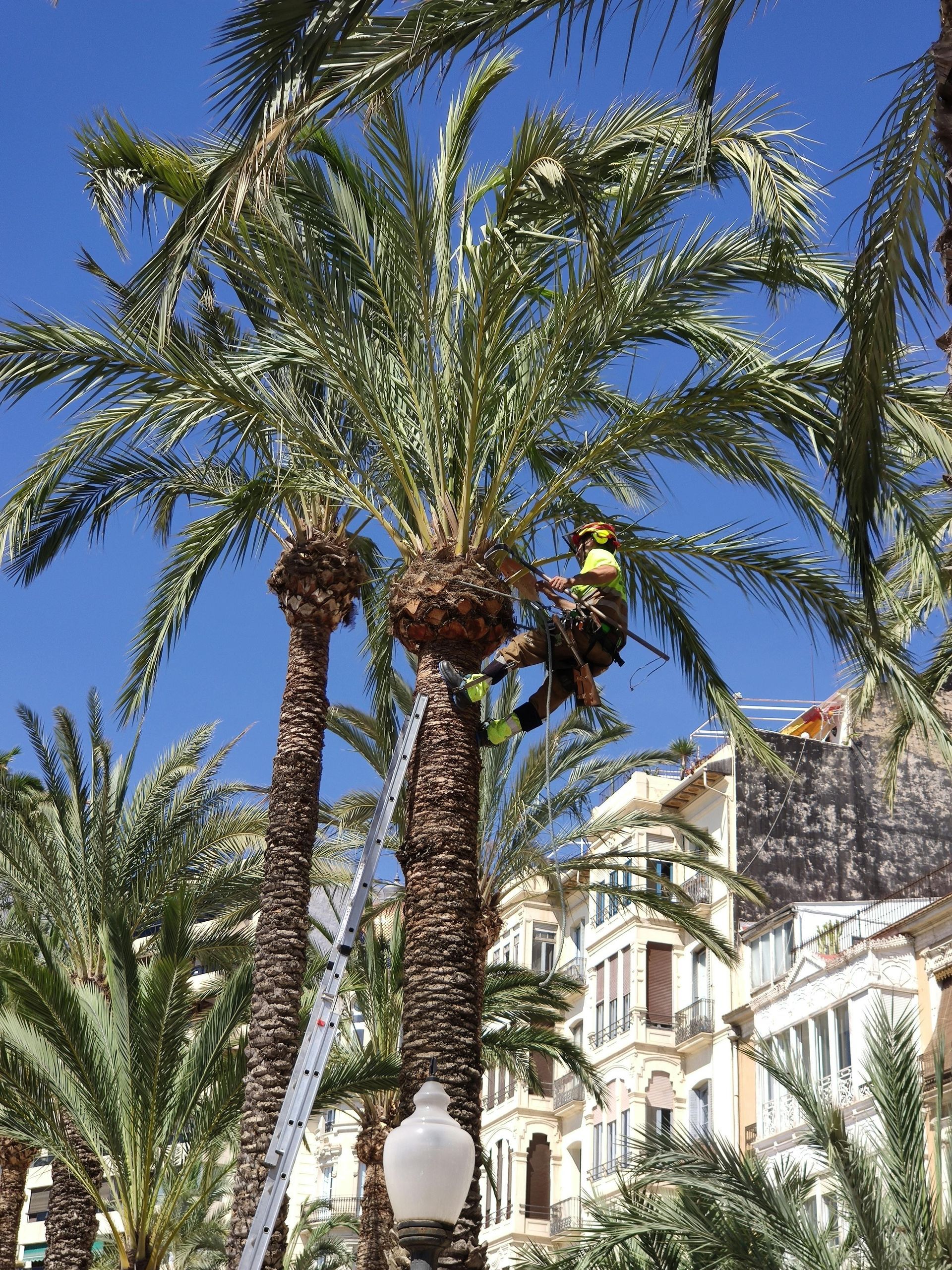 Man trimming palm tree branches, blue sky background. White buildings in background.