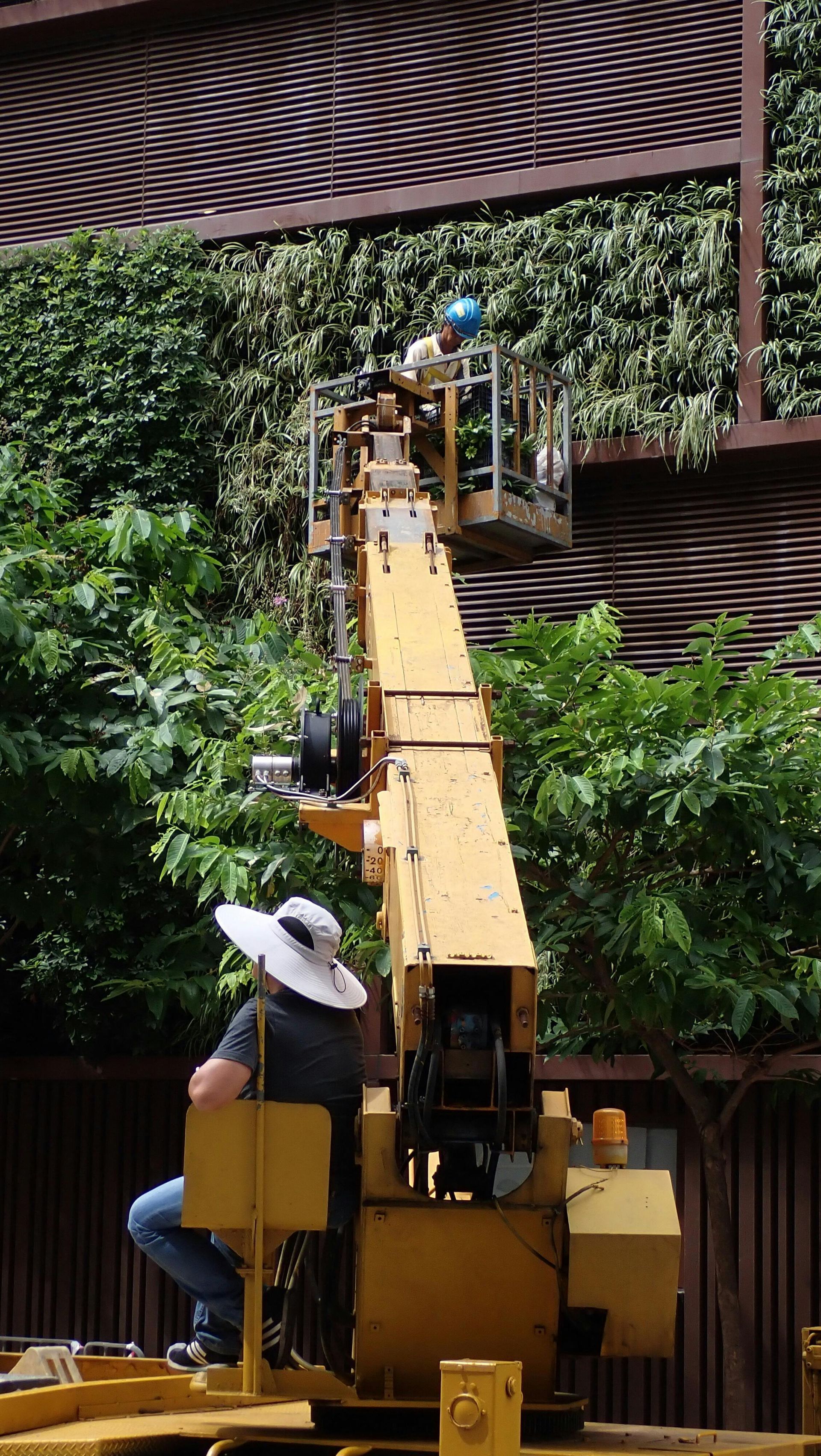 Person in a lift basket trimming green wall. Lift is yellow; person wears a hat.