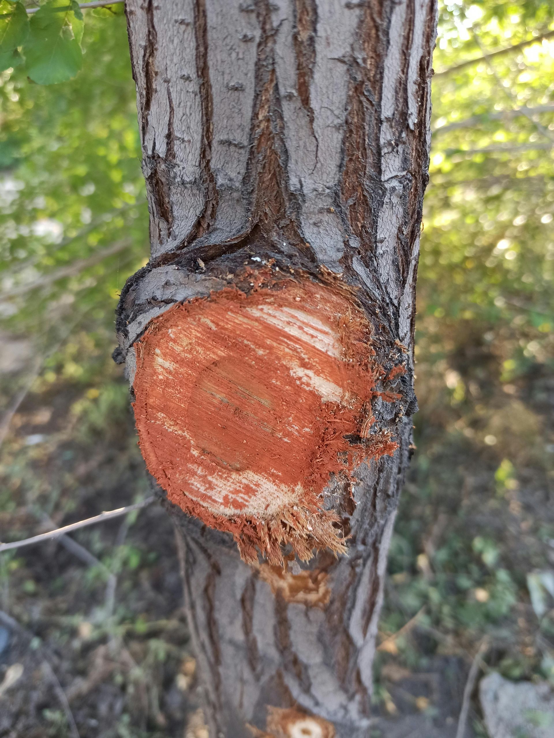 Cut tree branch, showing exposed orange-red wood against gray bark. Blurred green foliage in background.