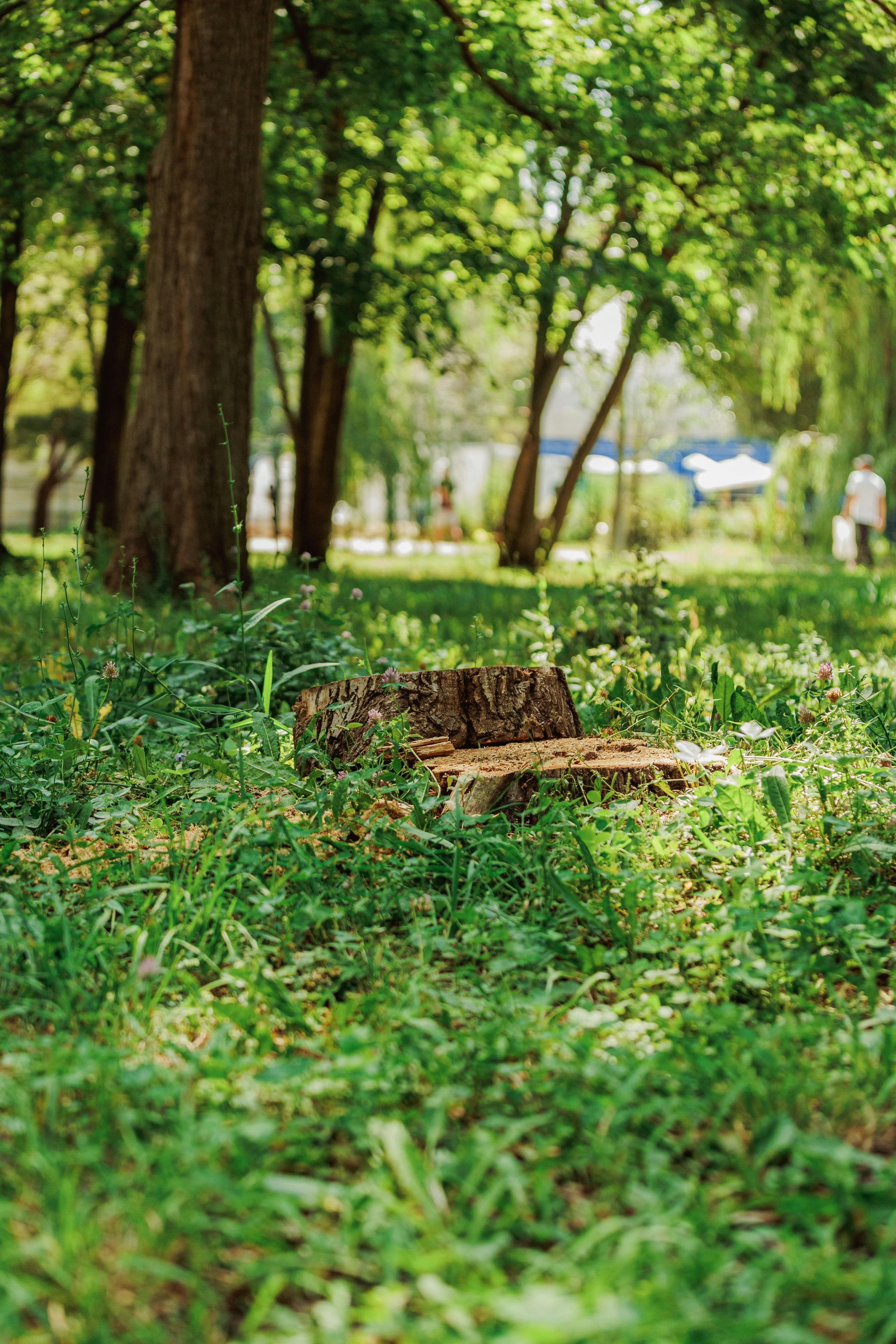 Tree stump in a grassy park, trees in the background, sunny day.