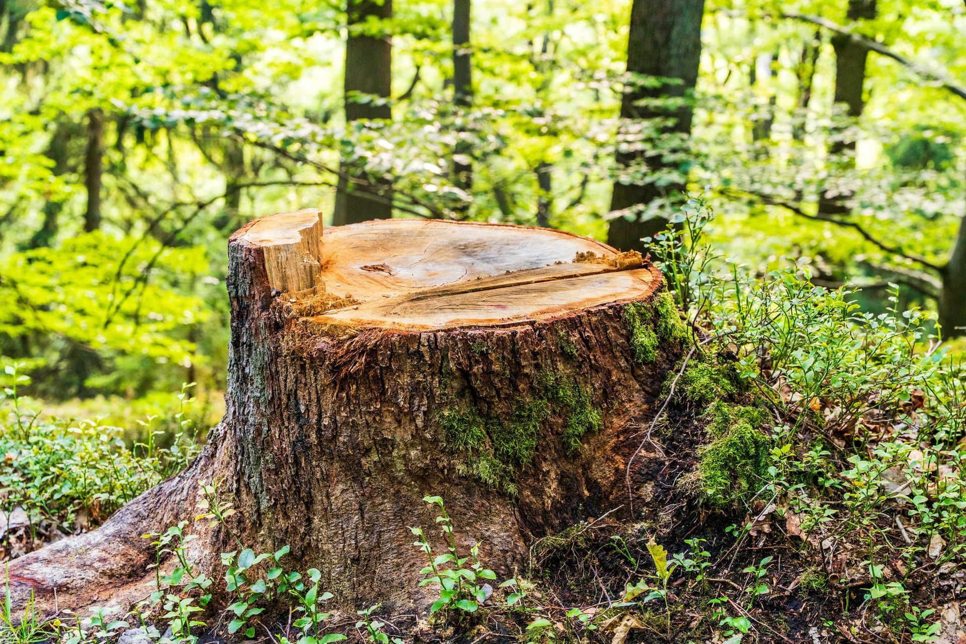 Tree stump in a forest, surrounded by green foliage, sunlight filters through the trees.