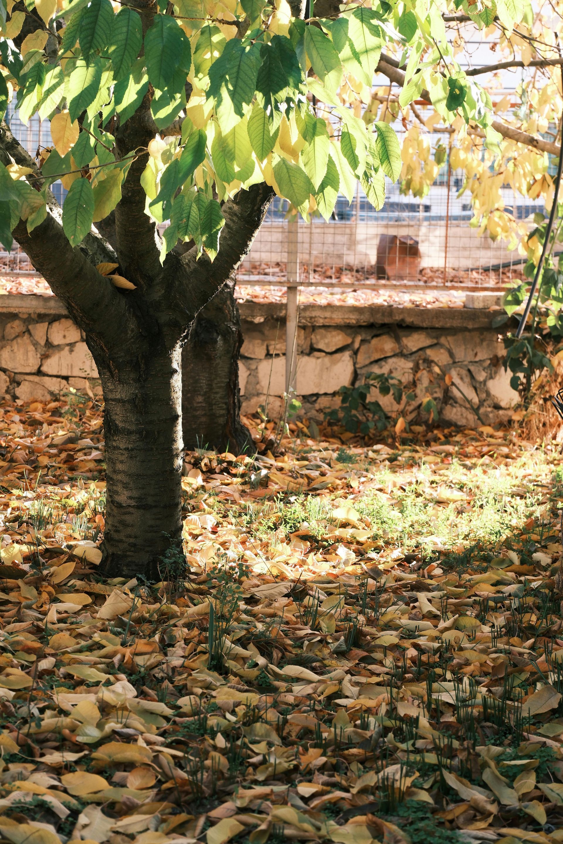 Trees with yellowing leaves and ground covered in fallen leaves, near a stone wall.