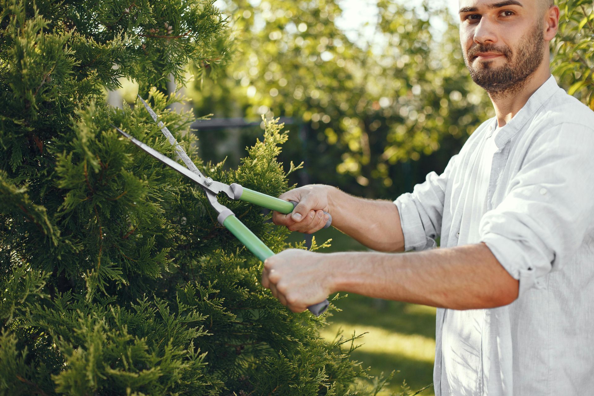Man trimming a green bush with shears in a sunny outdoor setting.
