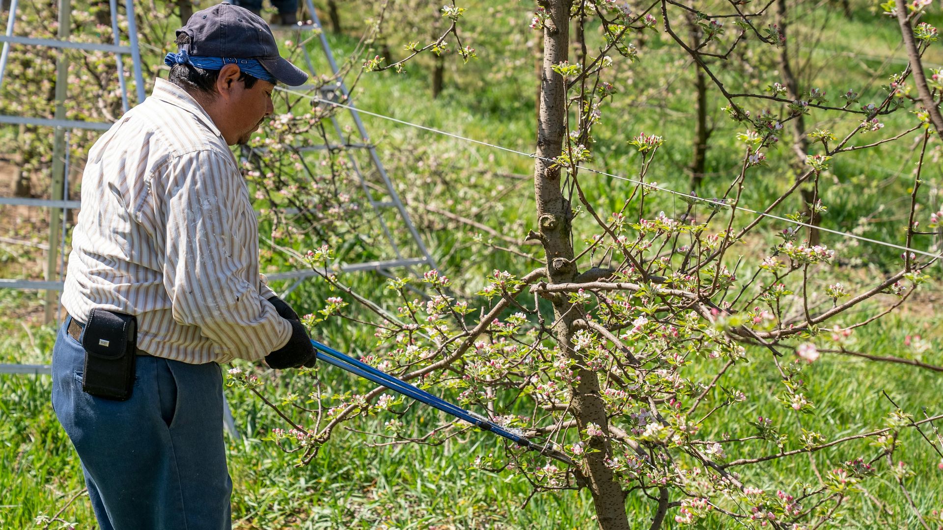 Man pruning a blooming tree in an orchard, using a long-handled tool.