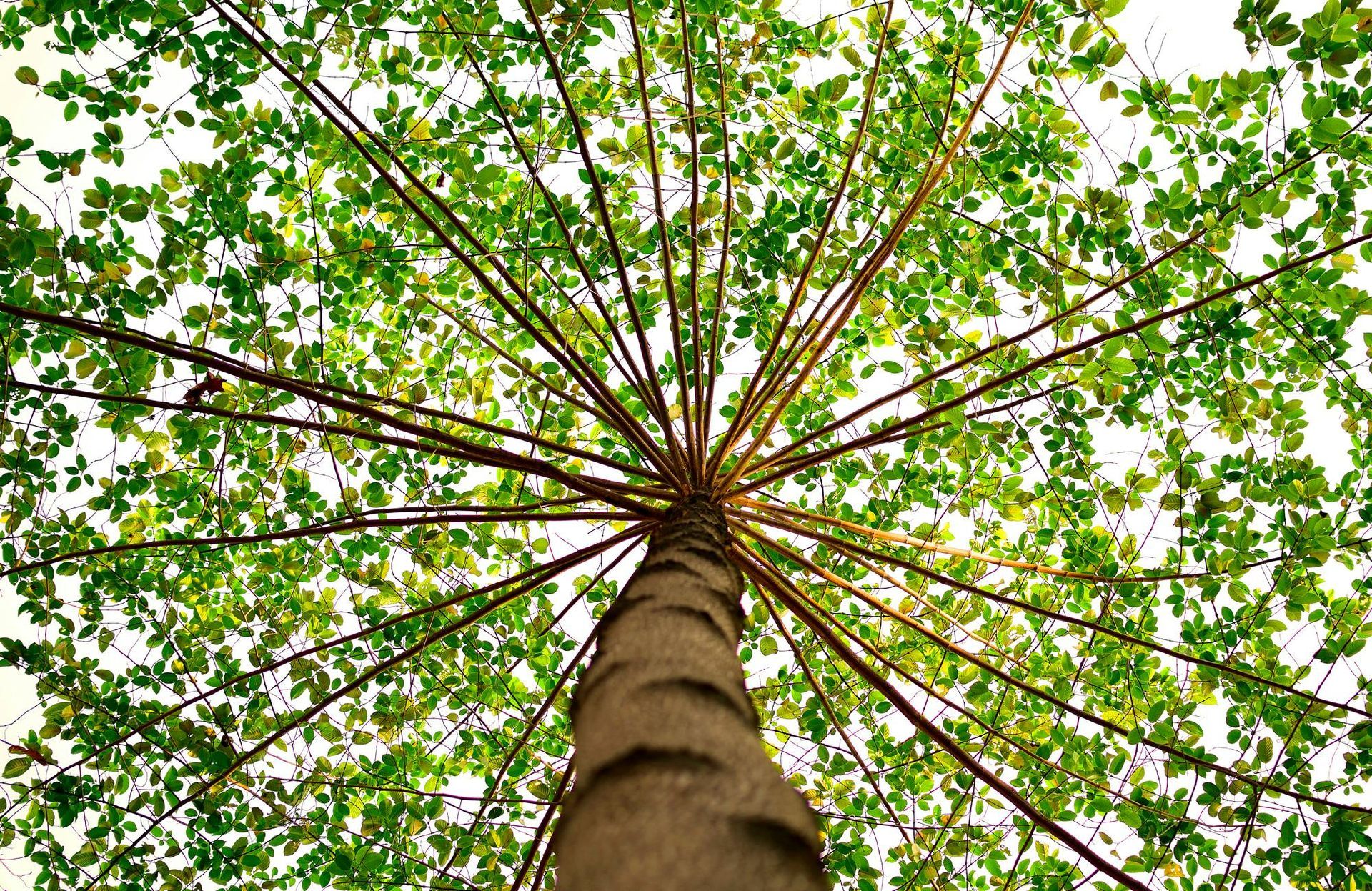 Looking up at a tree trunk and branches reaching out, with green leaves against a light sky.
