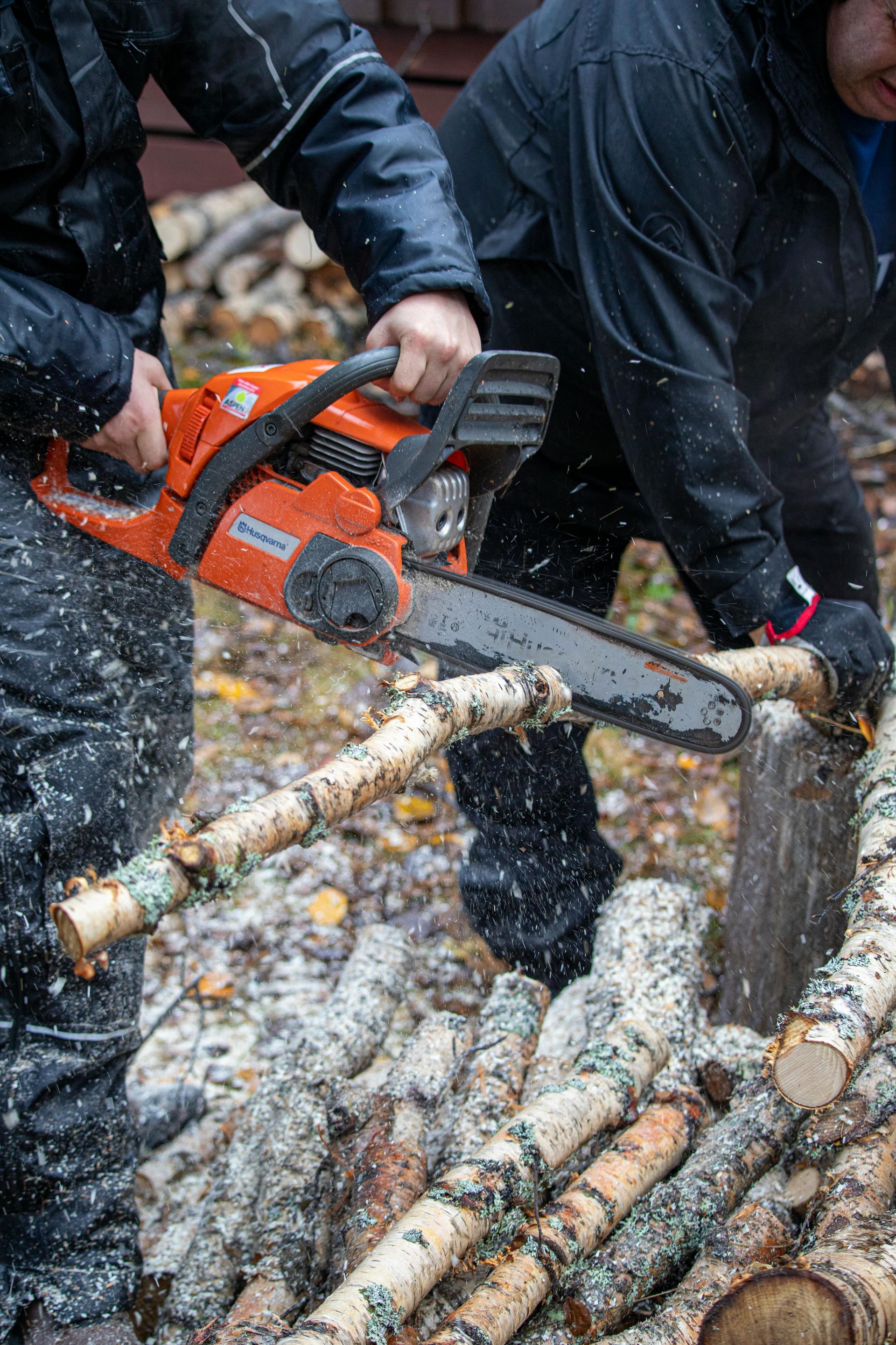 Person using an orange chainsaw to cut through birch branches. Outdoor setting, wood shavings present.
