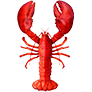 A close up of a lobster on a white background.