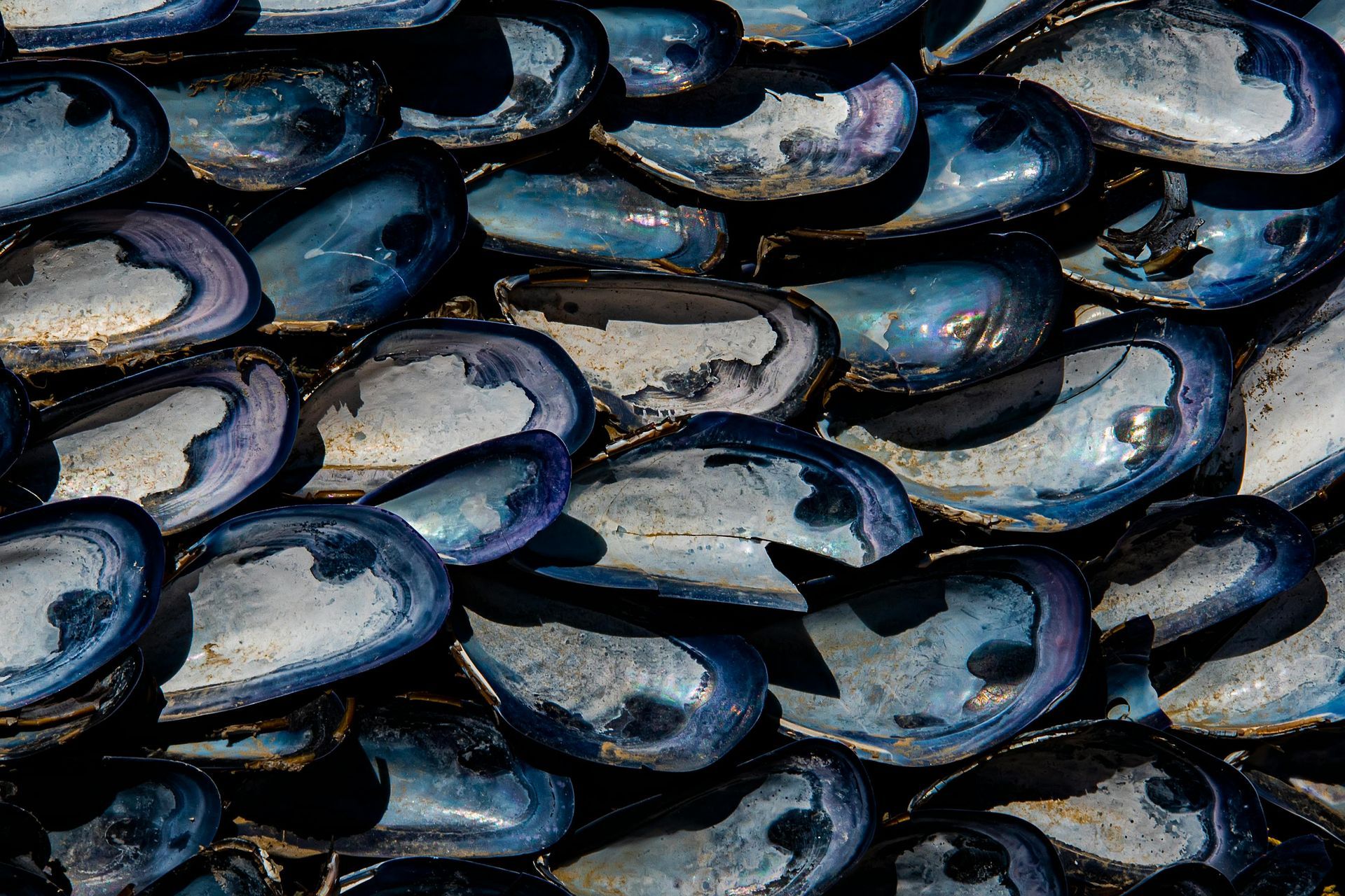 A bunch of blue mussels are stacked on top of each other