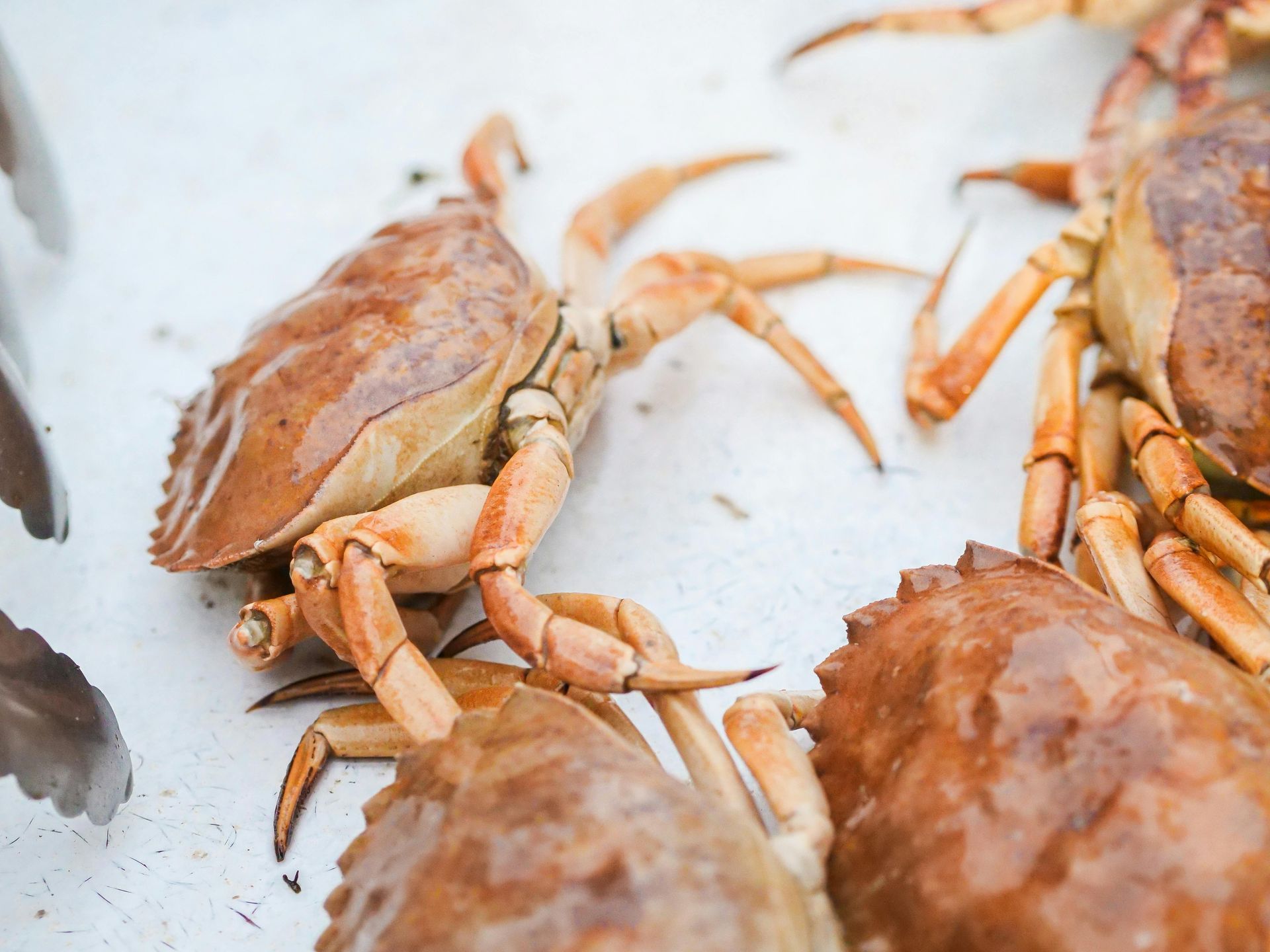 A group of crabs are sitting on a white surface