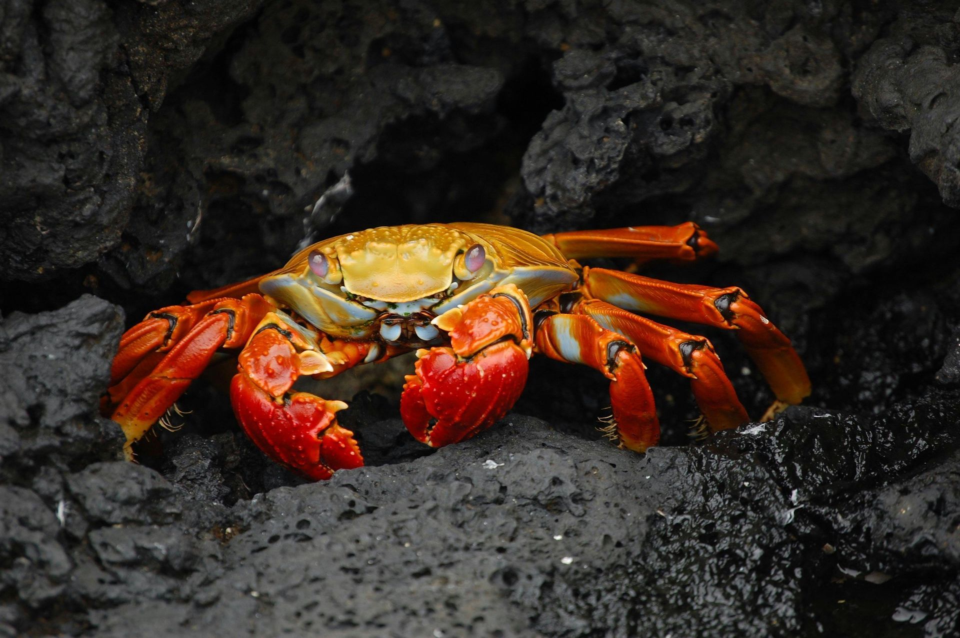 A red and yellow crab is sitting on a rock