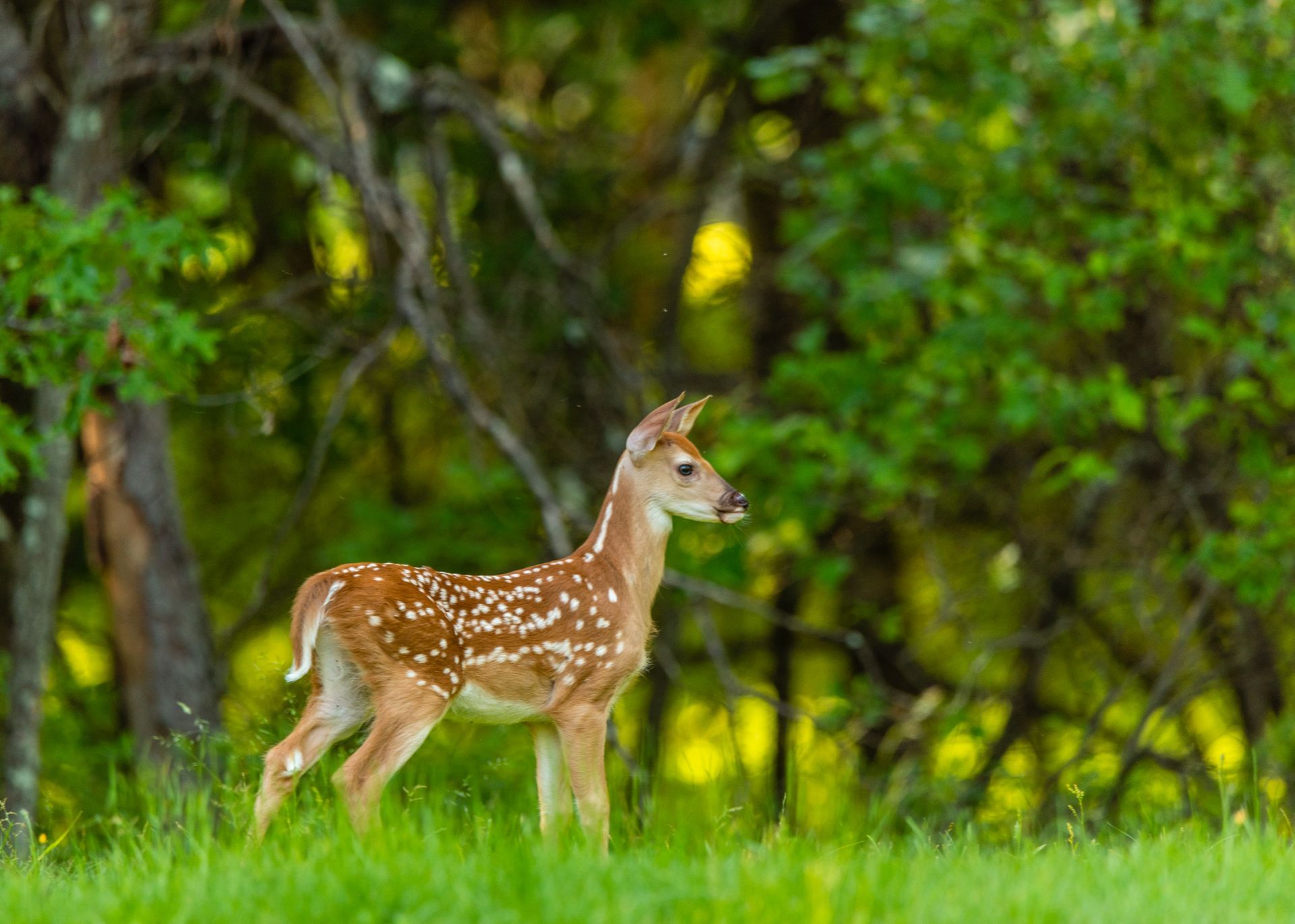 A baby deer is standing in the grass in the woods.