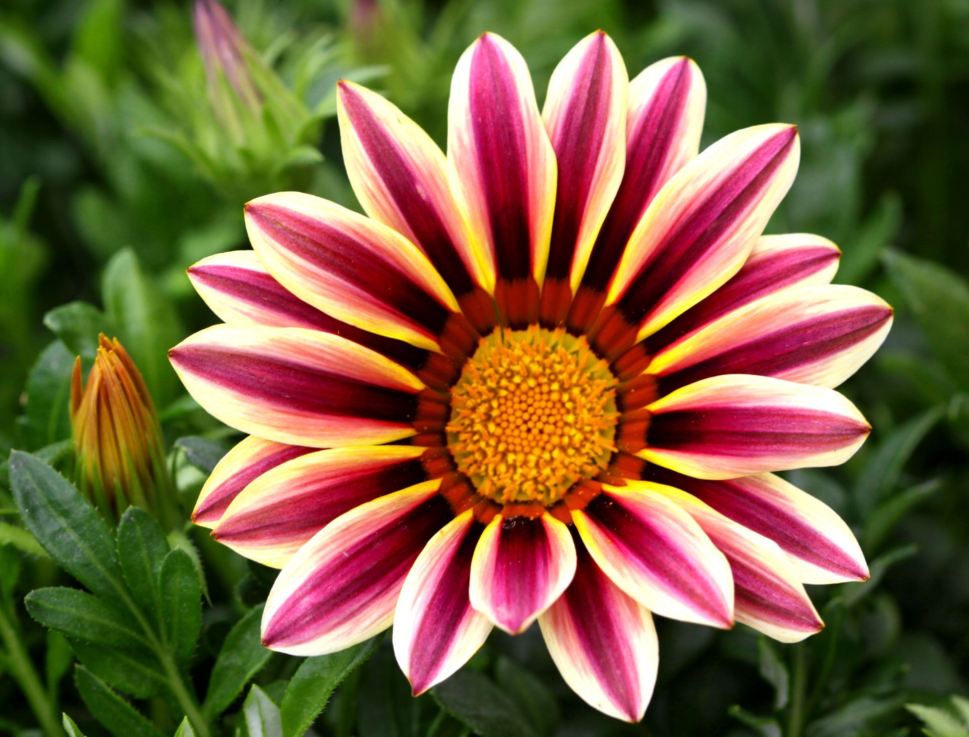 A close up of a purple and yellow flower with a yellow center