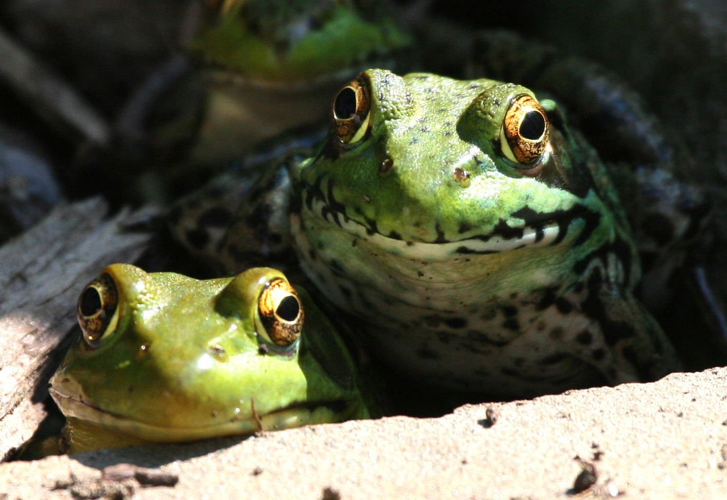 Two green frogs are sitting next to each other on the ground